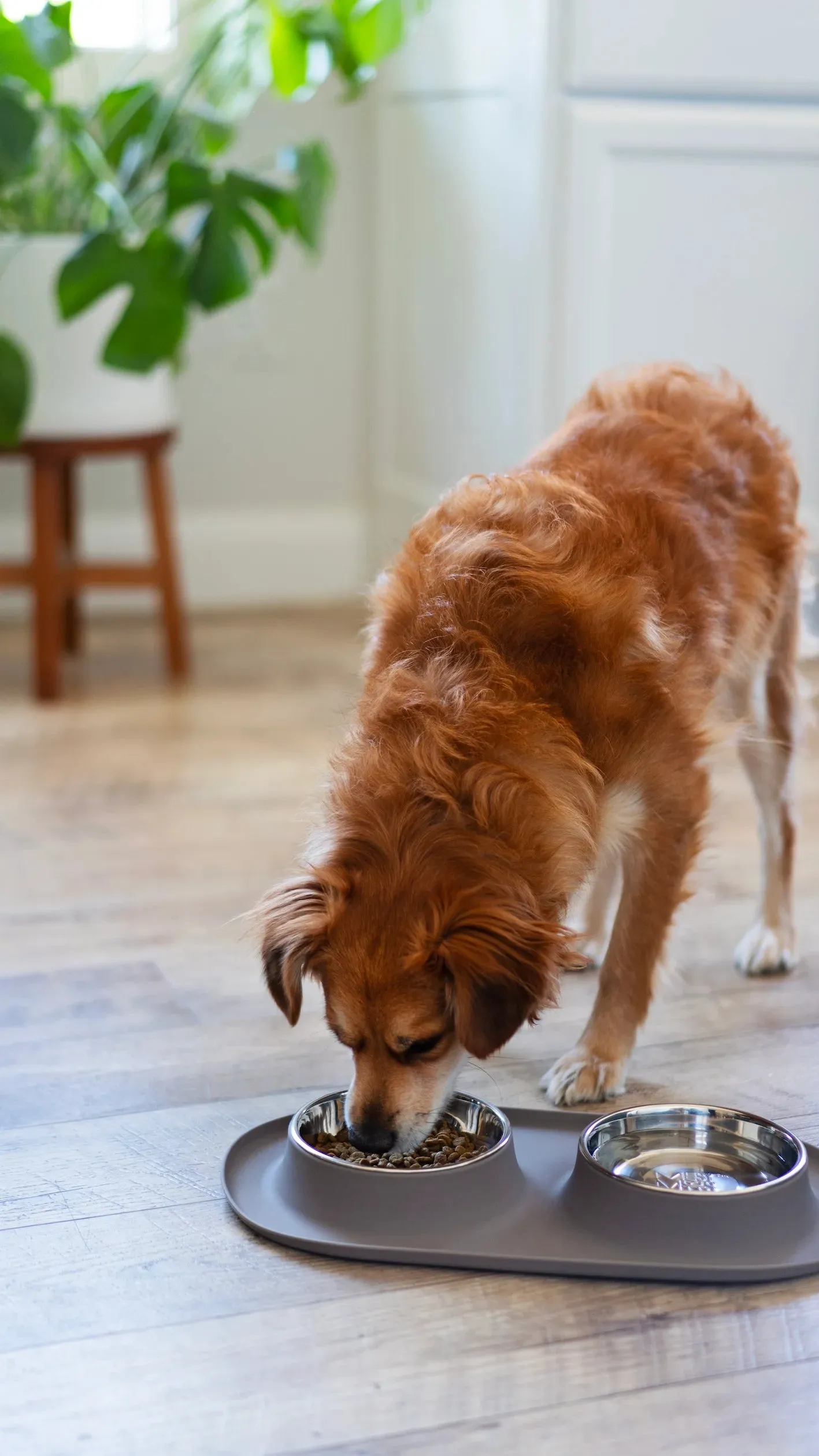 Double Silicone Dog Feeder with Stainless Bowls, Large, 3 Cups Per Bowl