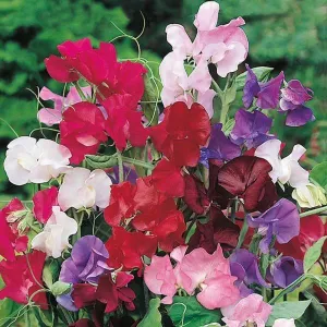 Mr Fothergill's Bouquet Mixed Sweet Pea Seeds