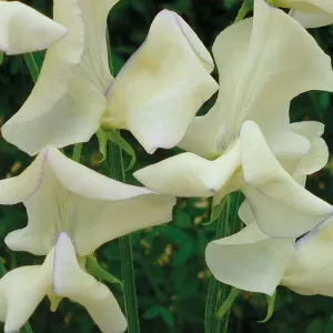 Mr Fothergill's Cream Eggs Sweet Pea Seeds