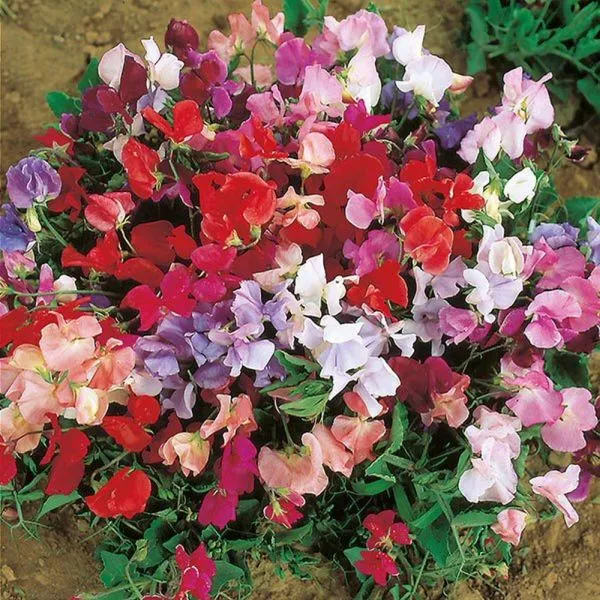 Mr Fothergill's Dwarf Explorer Mixed Sweet Pea Seeds