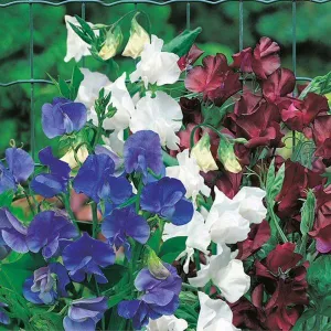 Mr Fothergill's Little Bit 'O Magic Sweet Pea Seeds