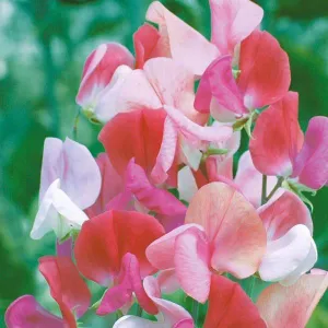 Mr Fothergill's Perfume Duet Sweet Pea Seeds