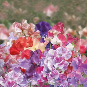 Mr Fothergill's Sweet Pea Big Top Seeds