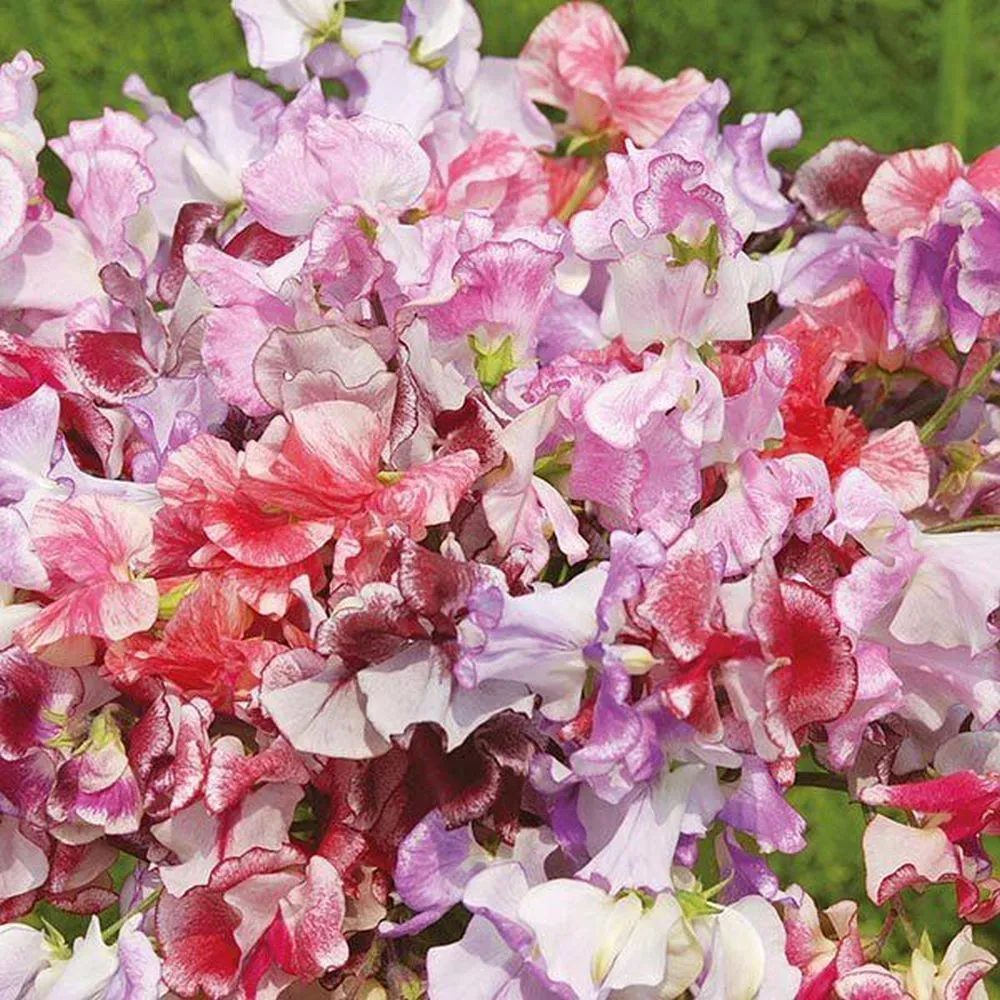 Mr Fothergill's Sweet Pea 'Ripple' Mixed Seeds