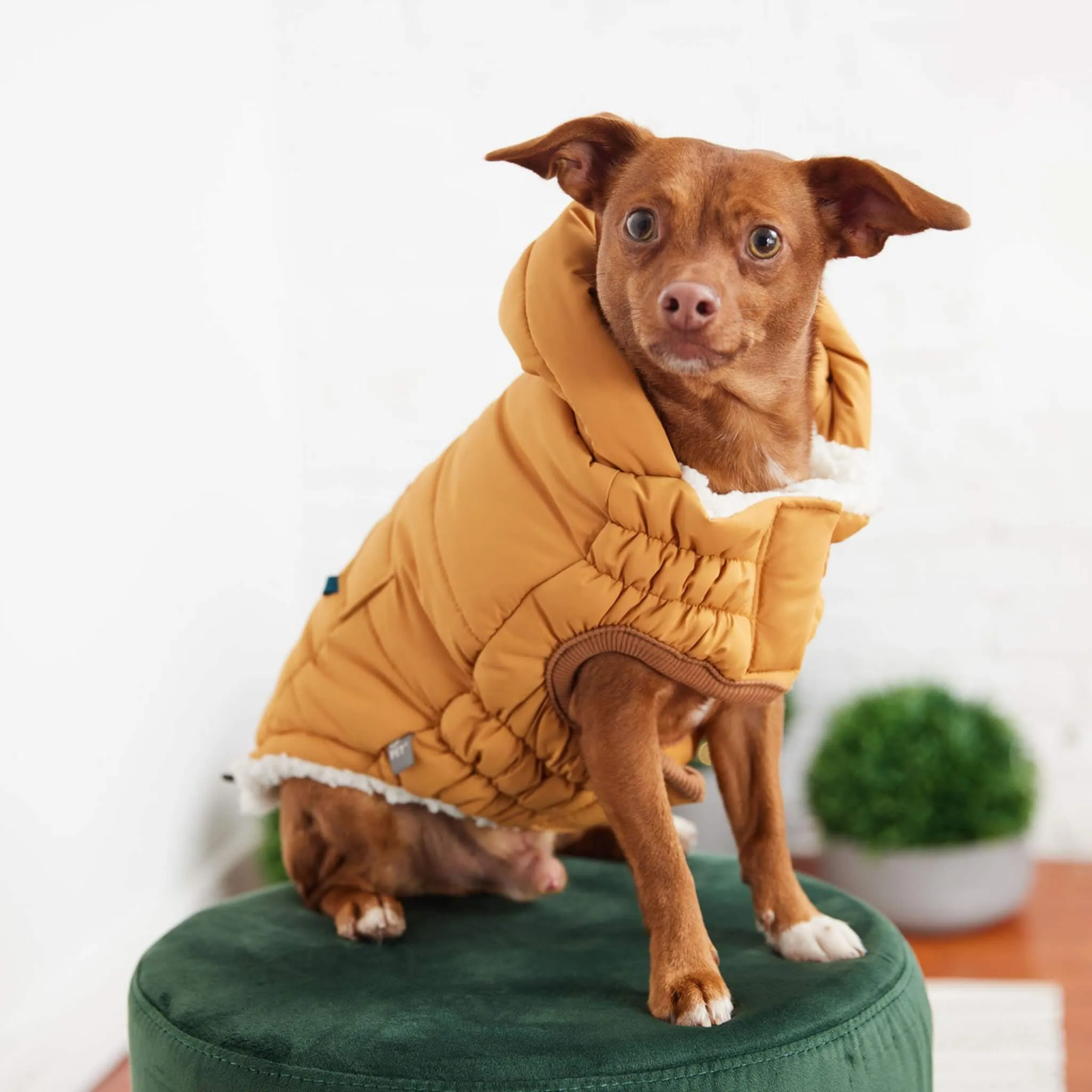 Puff Dog Parka - Yellow